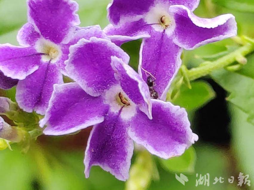 开心川麻免费金币卡
